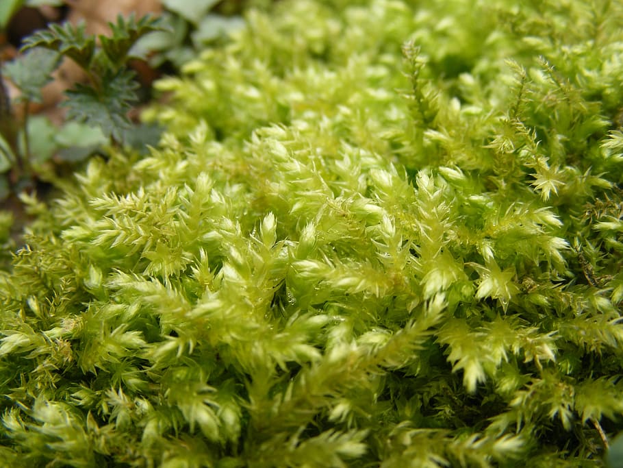 green, moss, stone, green color, close-up, selective focus HD wallpaper