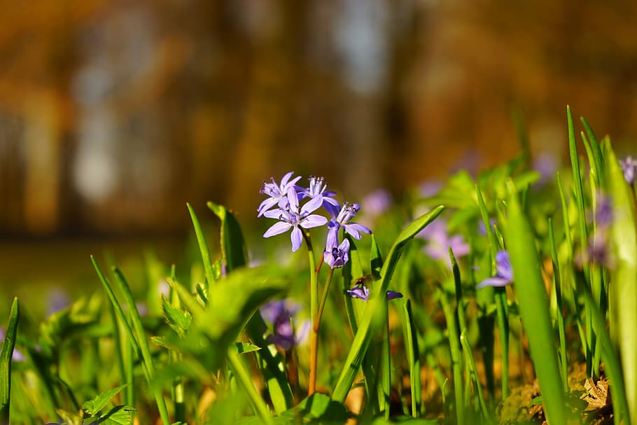 tiefenschärfe, depth of field, blur, blue star, scilla, blossom, HD wallpaper