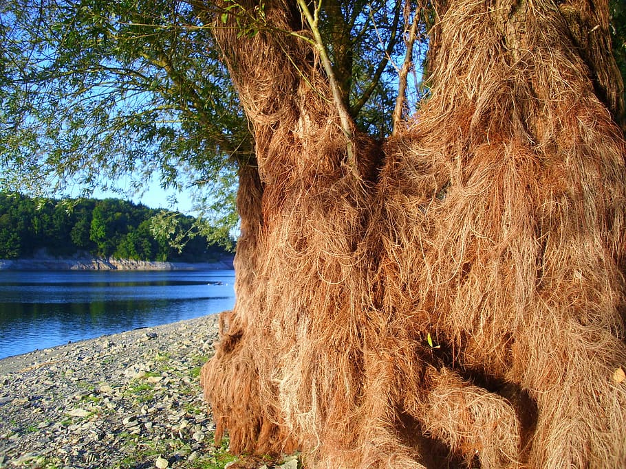 Root, Tree, Nature, Woolly, Hairy, luftwurzler, jungle, outdoors HD wallpaper