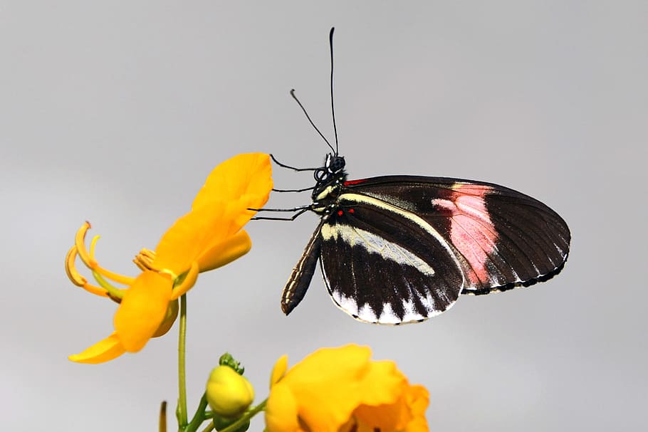 black and white butterfly on yellow petaled flower, Insect, Wing
