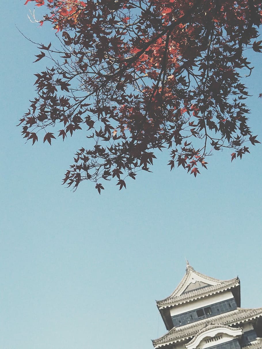 scenery of temple and tree, sky, building, architecture, 松本城 HD wallpaper