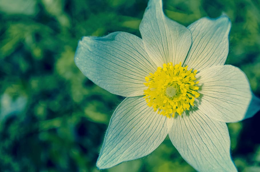 bloom, blossom, close-up, flora, flower, macro, flower head HD wallpaper