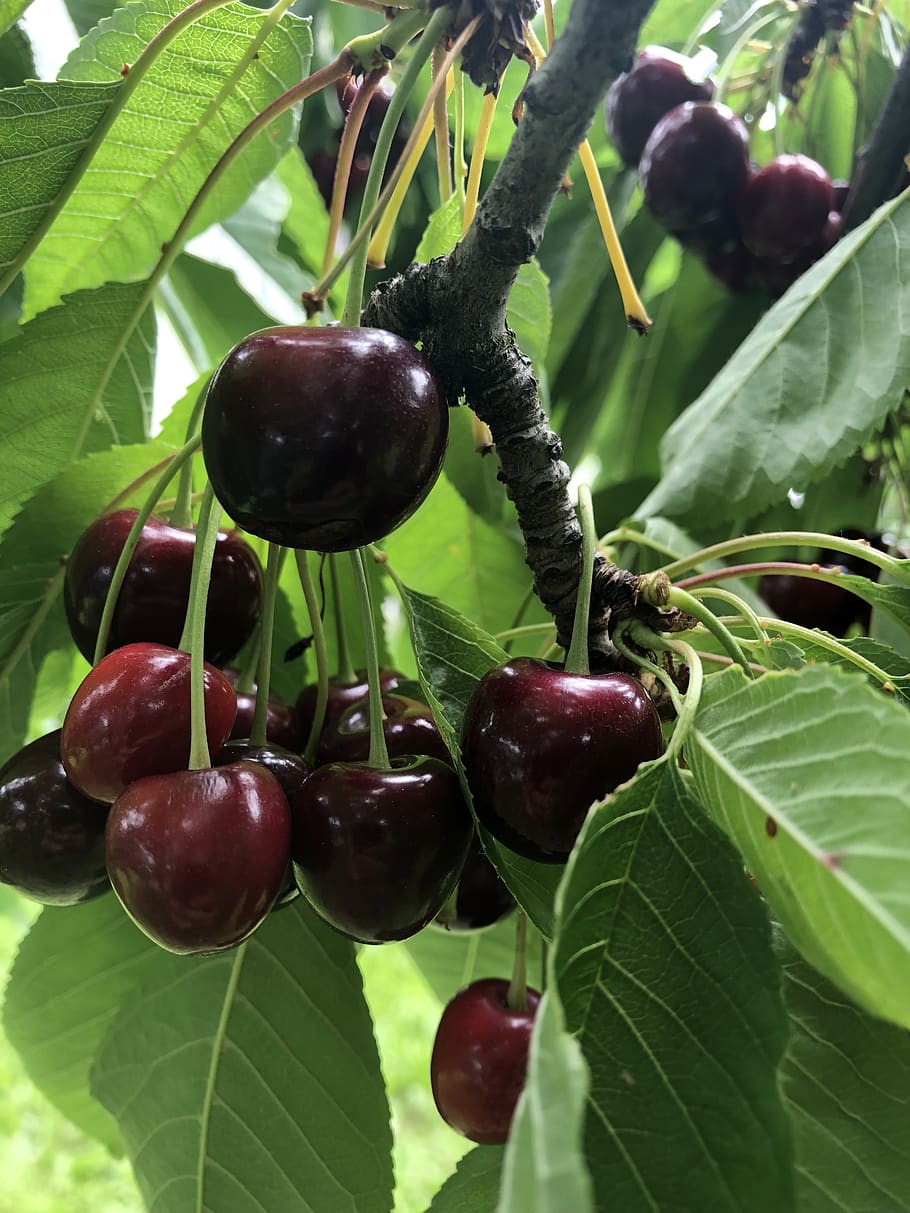 tree, cherry, branch, nature, bloom, spring, cherry tree, food and drink HD wallpaper