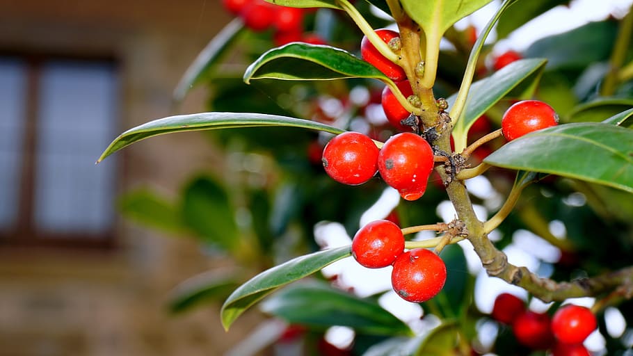 Berries, Red, Forest, Plants, Fruit, nature, shrub, red fruit HD wallpaper