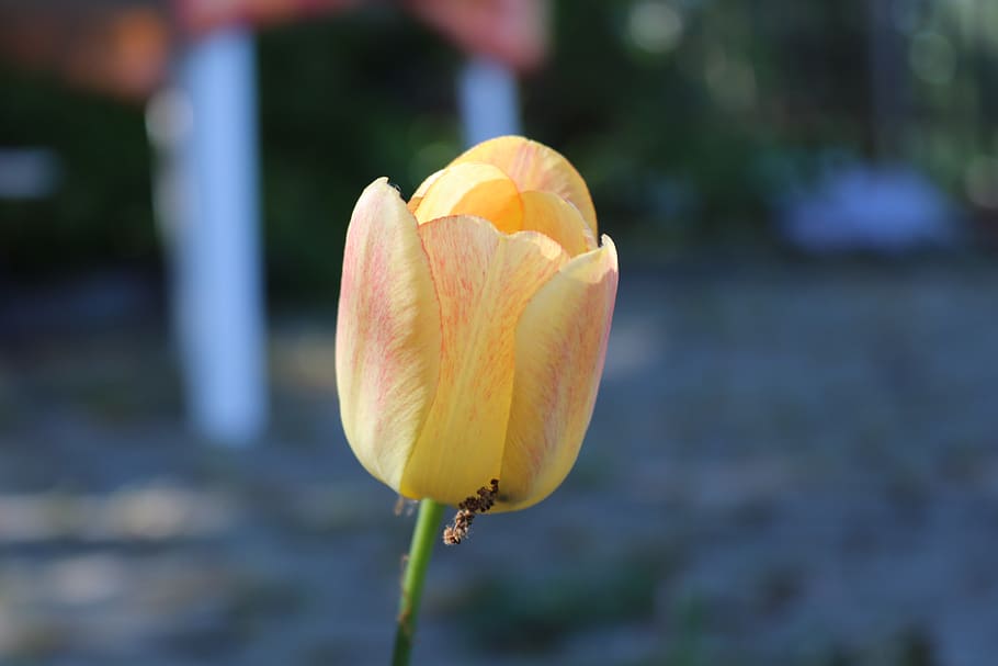 flower, spring, nature, flowering plant, vulnerability, fragility HD wallpaper