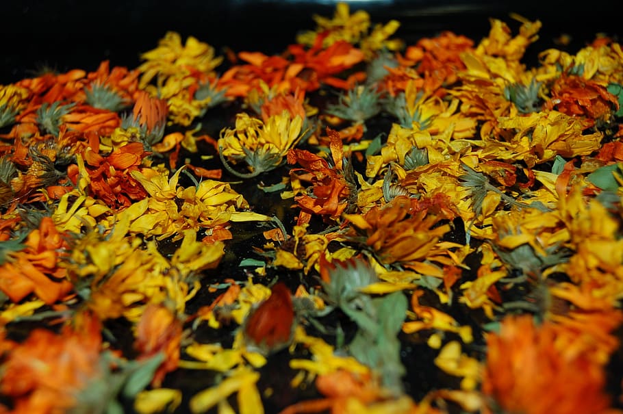 Flowers, Dried, Herbarium, dried flowers, yellow, red, petal, HD wallpaper