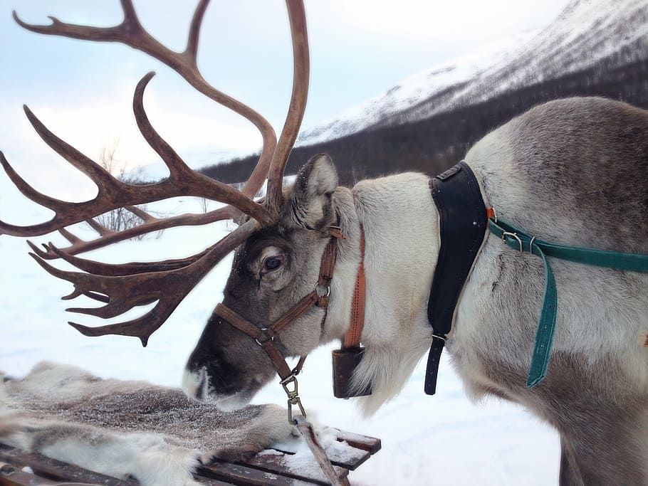 brown and white deer, reindeer, norway, snow, sami, mammal, moose, HD wallpaper