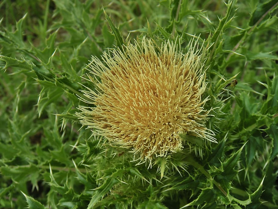 thistle, flower, yellow thistle, bloom, blossom, blooming, flowering HD wallpaper