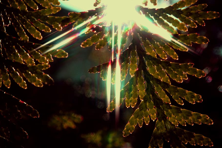 sunburst, brilliant, light, glow, ray, bright, flare, sparkle HD wallpaper