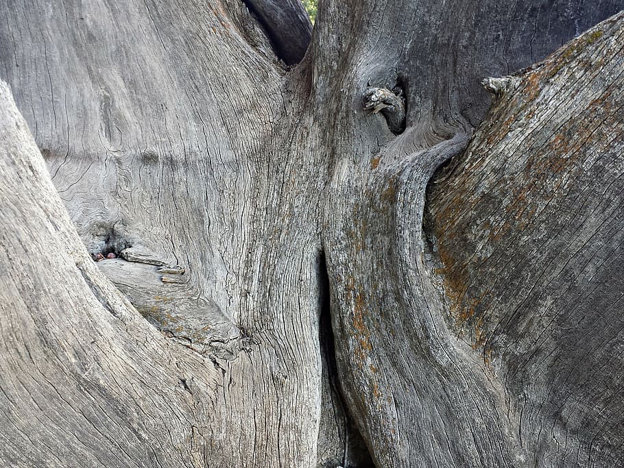 bark, tree, nature, texture, wood, trunk, old, natural, timber HD wallpaper