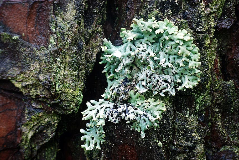 lichen, tree, forest, nature, plant, growth, beauty in nature HD wallpaper