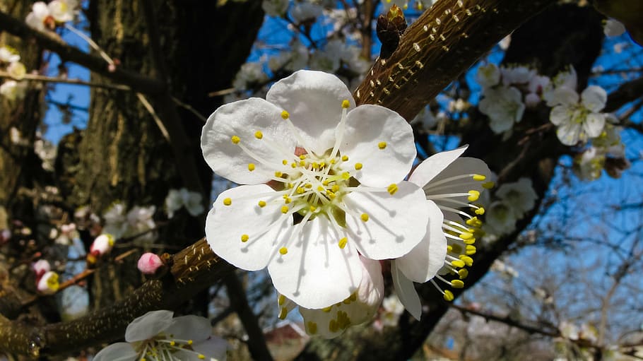 Apricot blossom 1080P, 2K, 4K, 5K HD wallpapers free download