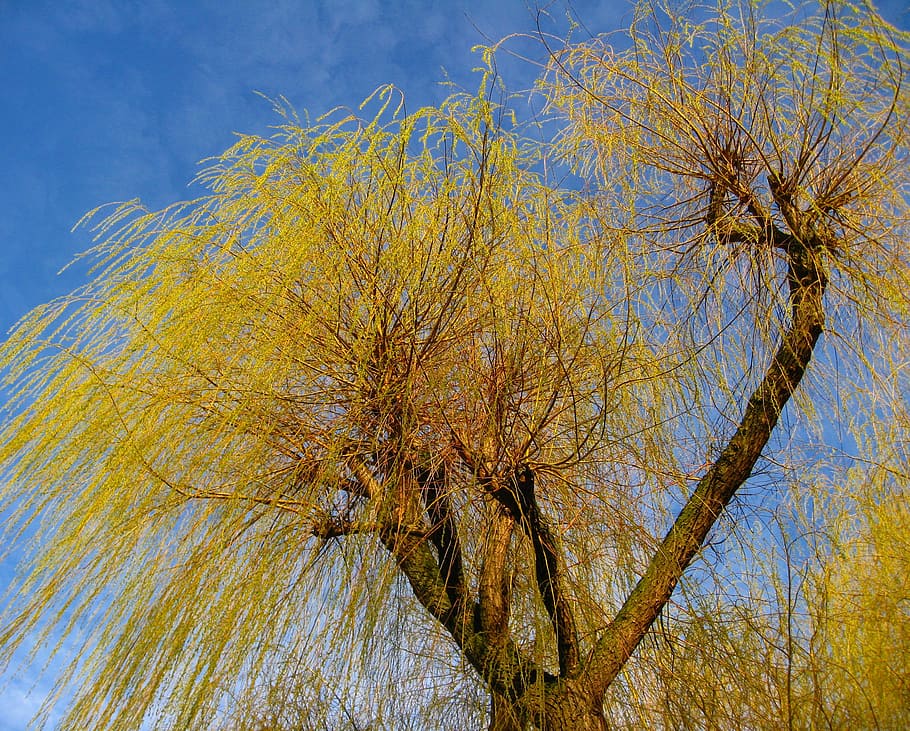 tree, branches, willow tree, pasture, nature, tribe, crown HD wallpaper