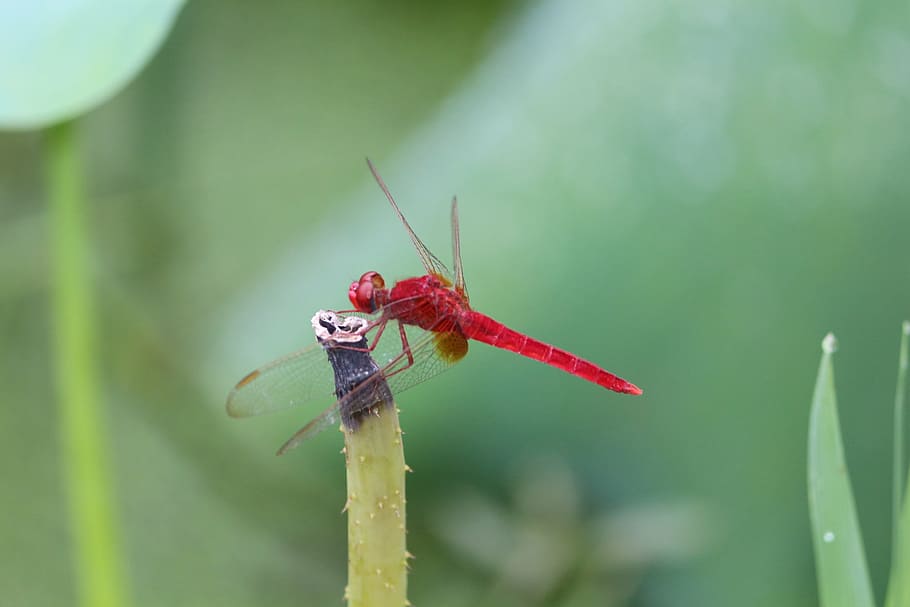 red dragonfly, summer lotus pond, green, cool, insect, nature, HD wallpaper