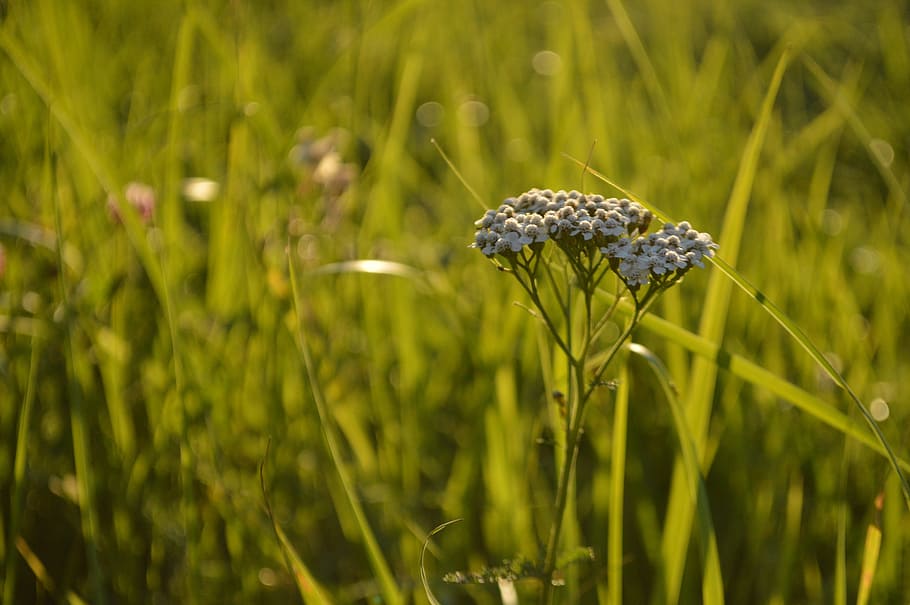 summer, grass, umbrella, nature, green grass, plant, wild herbs HD wallpaper