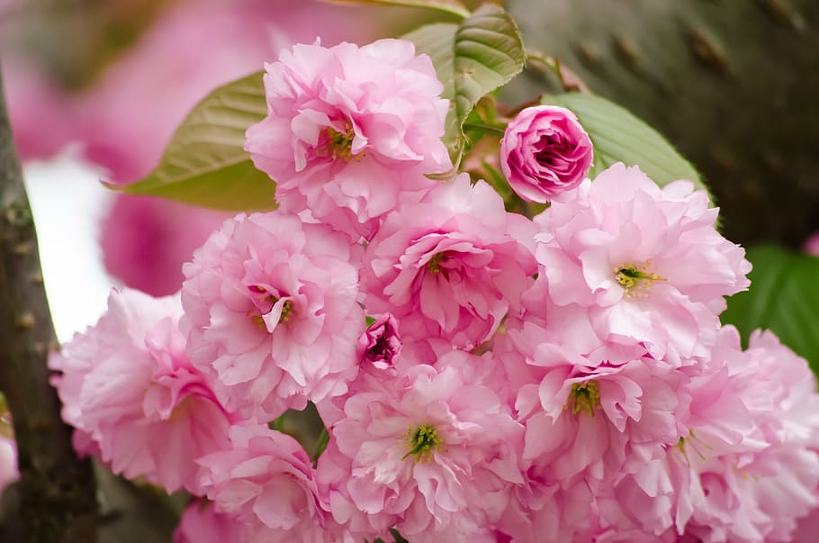 selective focus photography of pink petaled flowers, cherry blossom, HD wallpaper