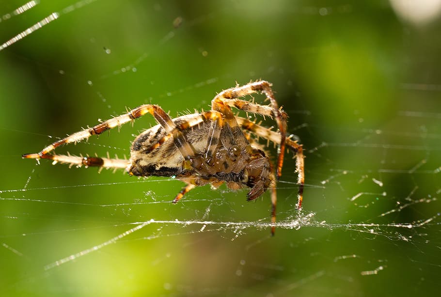 spider, network, back light, cobweb, nature, strained networks HD wallpaper
