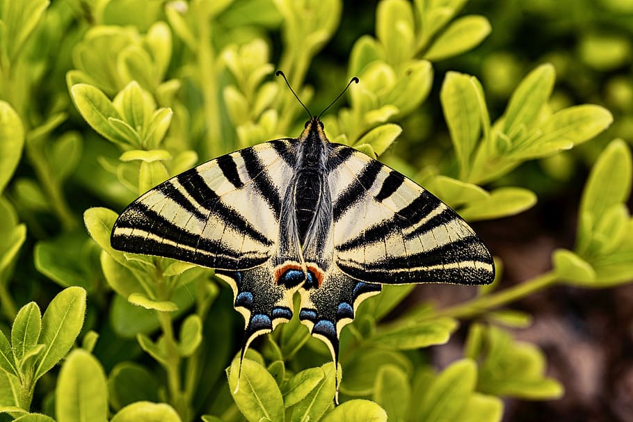 nature, invertebrate, animal themes, animal wildlife, insect HD wallpaper