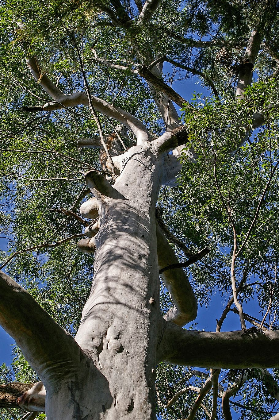 Gum Tree, Eucalyptus, Grandis, trunk, forest, native, grey HD wallpaper