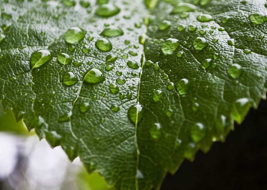 Drop, Drops, Leaves, Water, Macro, rain, background, seasons HD wallpaper