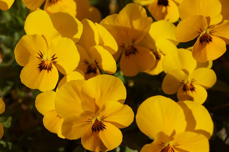 flowers, pansy, pansies, spring, yellow, nature, petals, flowering plant HD wallpaper