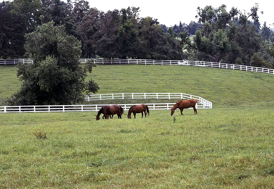 Horses, Grazing, Pasture, Rural, landscape, green, scenic, fences, HD wallpaper