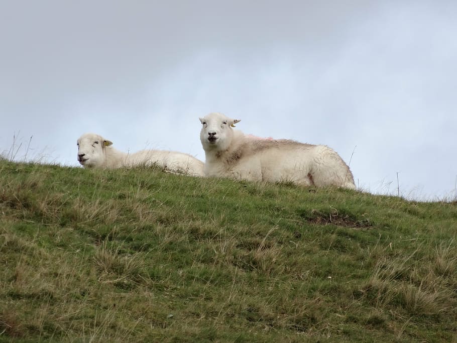 sheep, wales, lamb, wool, outdoors, snowdonia, grazing, field HD wallpaper
