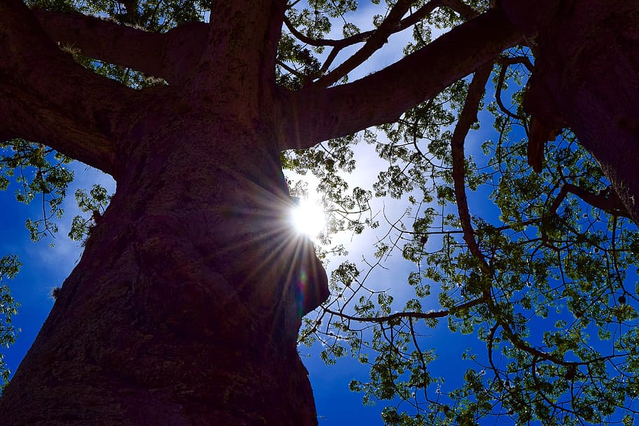 sun, tree, sunlight, sky, outdoors, sun rays, low angle view HD wallpaper