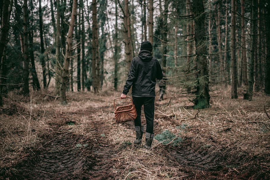 person in black hoodie holding basket in forest during daytime, person walking in the middle of forest holding basket HD wallpaper