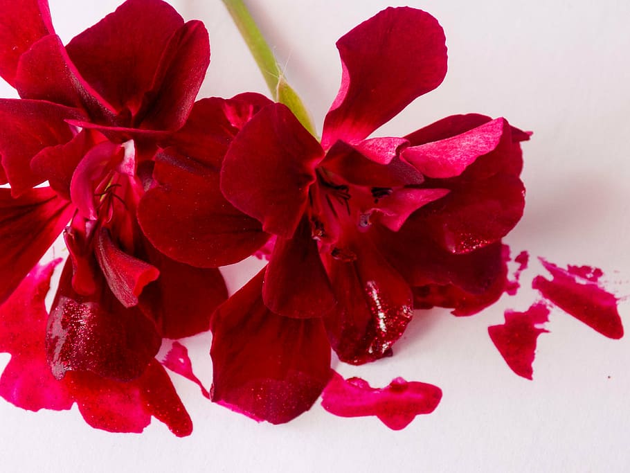 flowers, red, ink, flowering plant, beauty in nature, petal HD wallpaper