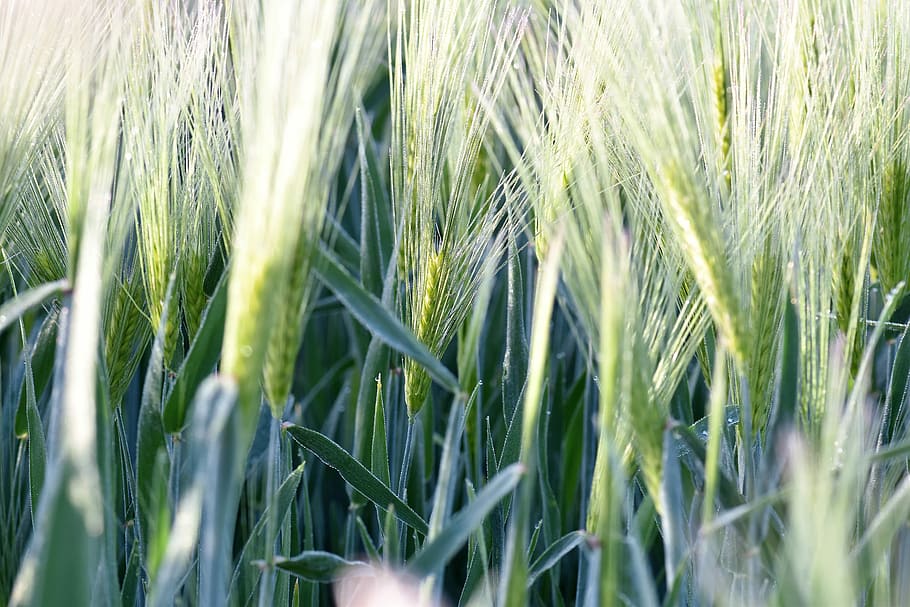 wheat, field, winter wheat, wheat field, arable, spike, cereals, HD wallpaper