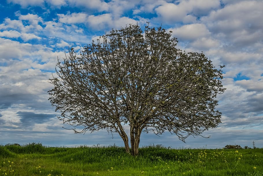 Tree, Meadow, Landscape, Nature, Sky, clouds, green, grass HD wallpaper