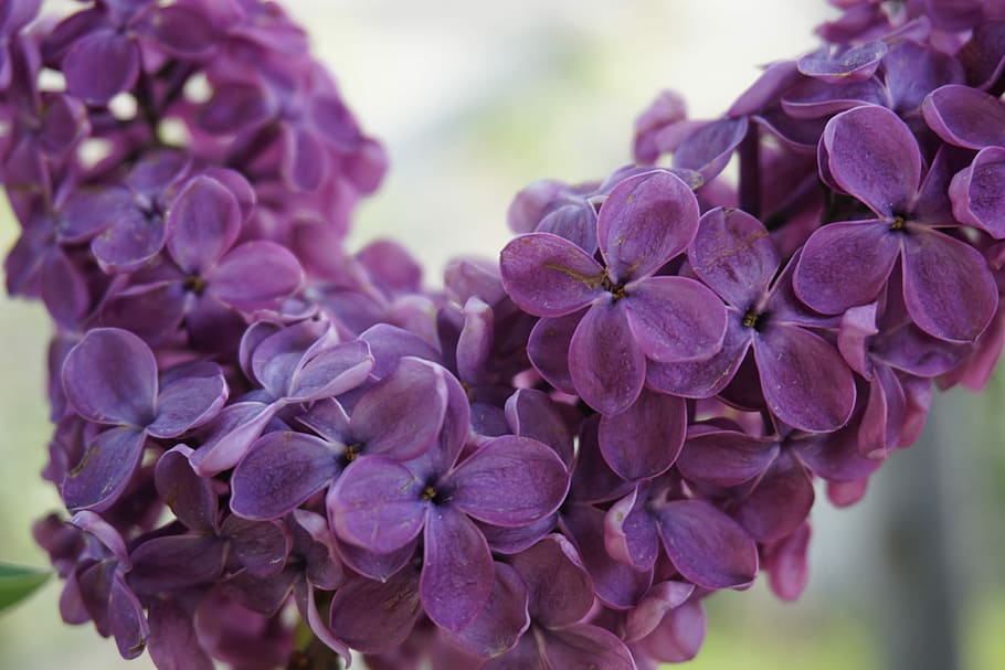 flower, purple, flowering plant, freshness, vulnerability, fragility HD wallpaper