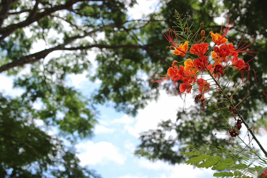 Flower, Nature, three, tree, growth, branch, outdoors, plant HD wallpaper