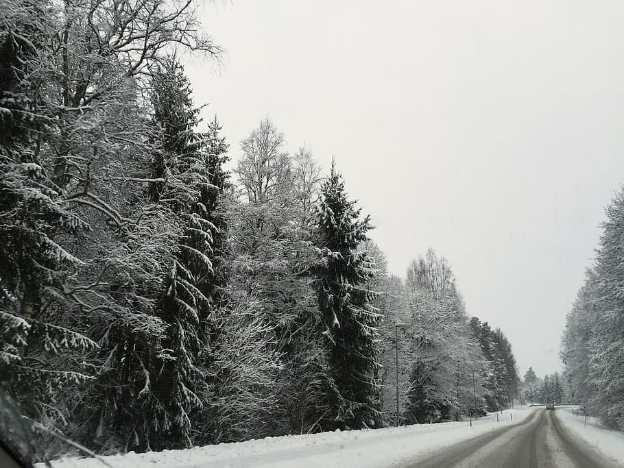 winter, road, snow, forest, tree, time of year, sweden, winter landscape HD wallpaper