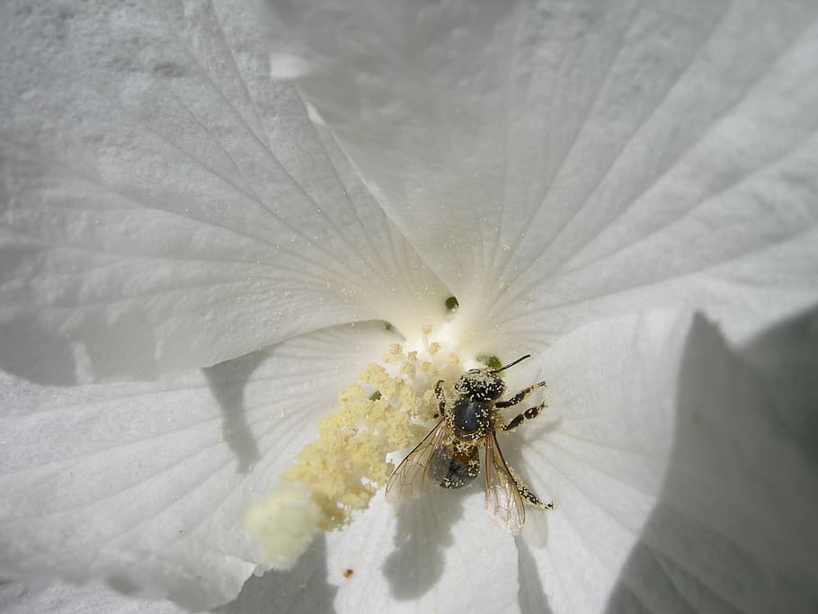Bee, Pollen, Blossom, Bloom, Nectar, close, insect, bees, nature HD wallpaper