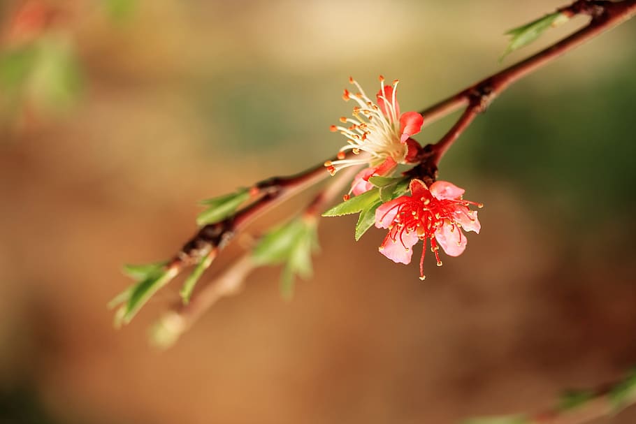 selective focus photography of pink cherry blossoms, flower HD wallpaper