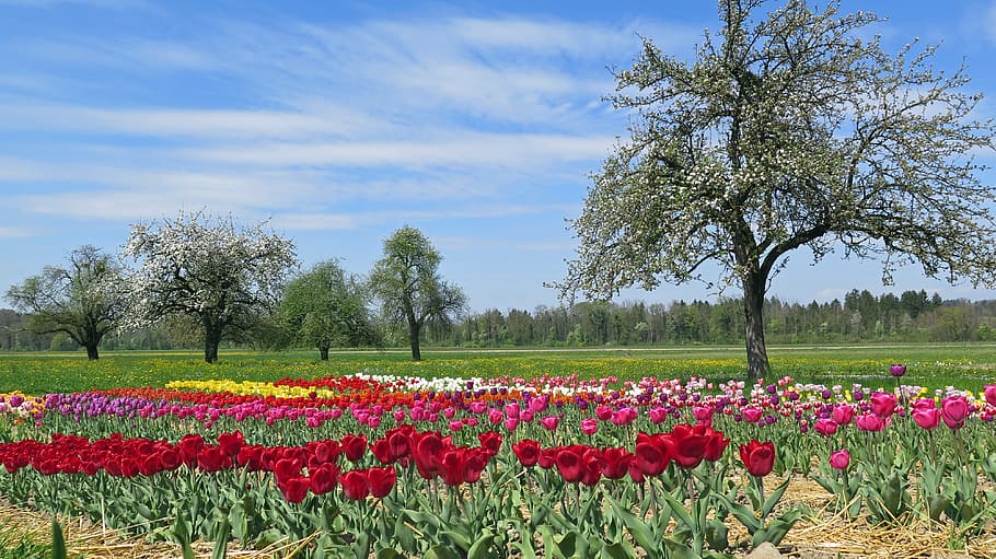 flower field near tree, spring, spring meadow, tulips, tulip bed HD wallpaper