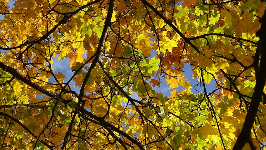 fall foliage, maple, yellow, autumn, autumn light, autumn mood HD wallpaper