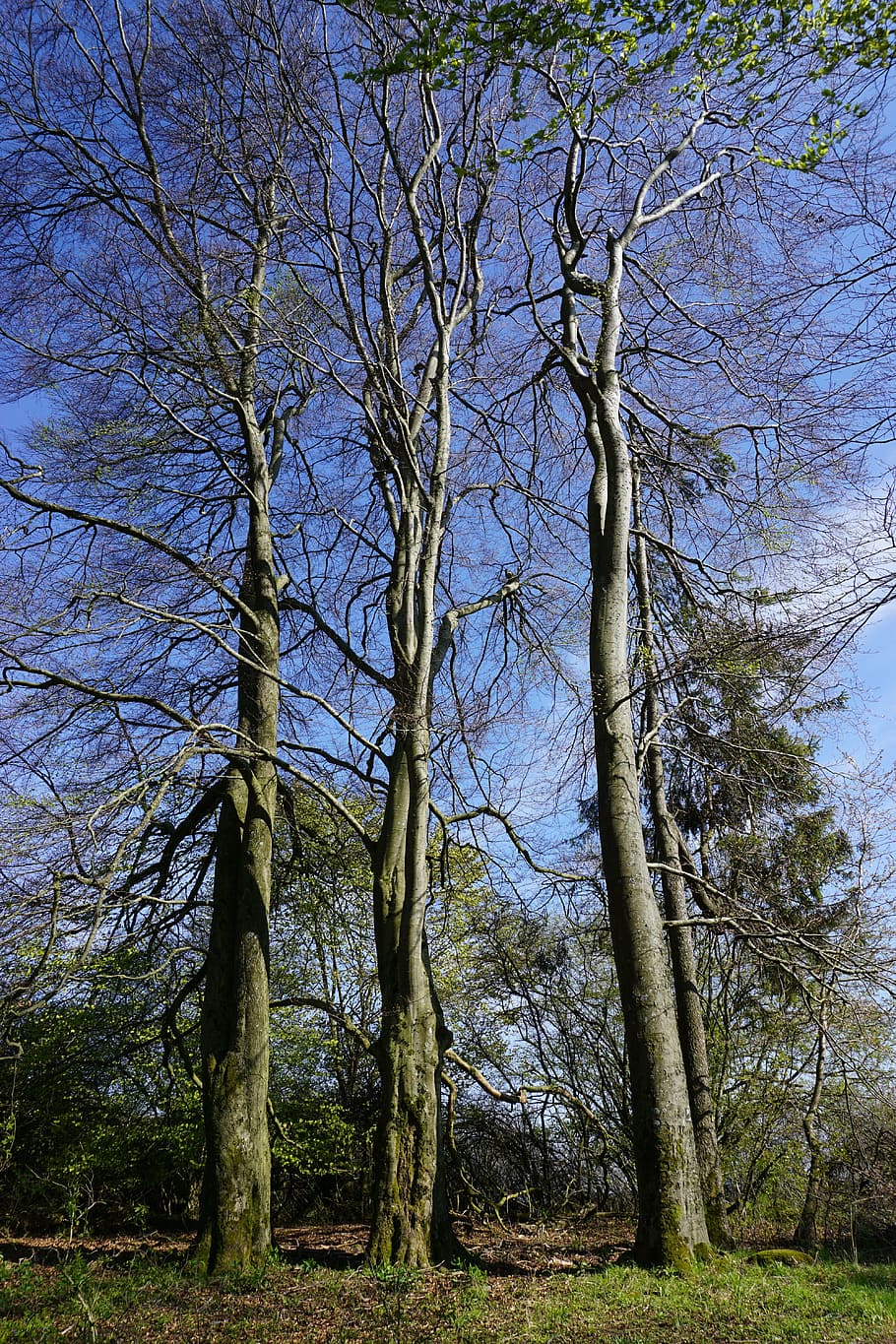 trees, nature, landscape, wood, forest, outdoors, branch, woodland HD wallpaper