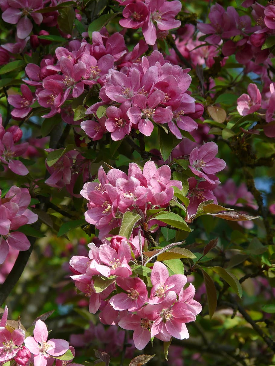 Peach Tree, Blossom, Bloom, peach tree blossom, flowers, pink HD wallpaper