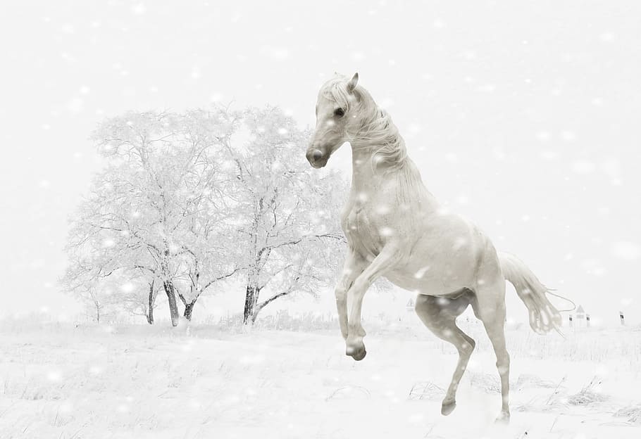 rearing white horse with white bare tree background, winter, mold, HD wallpaper