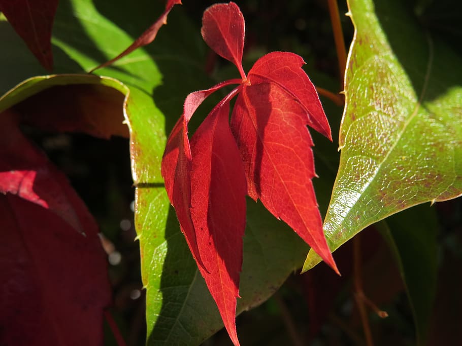 fall foliage, red, autumn, wine partner, plant part, leaf, growth HD wallpaper