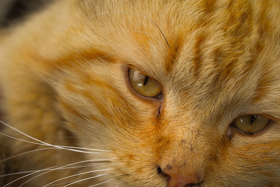 cat, pet, animals, kitten, feline, one animal, animal themes HD wallpaper