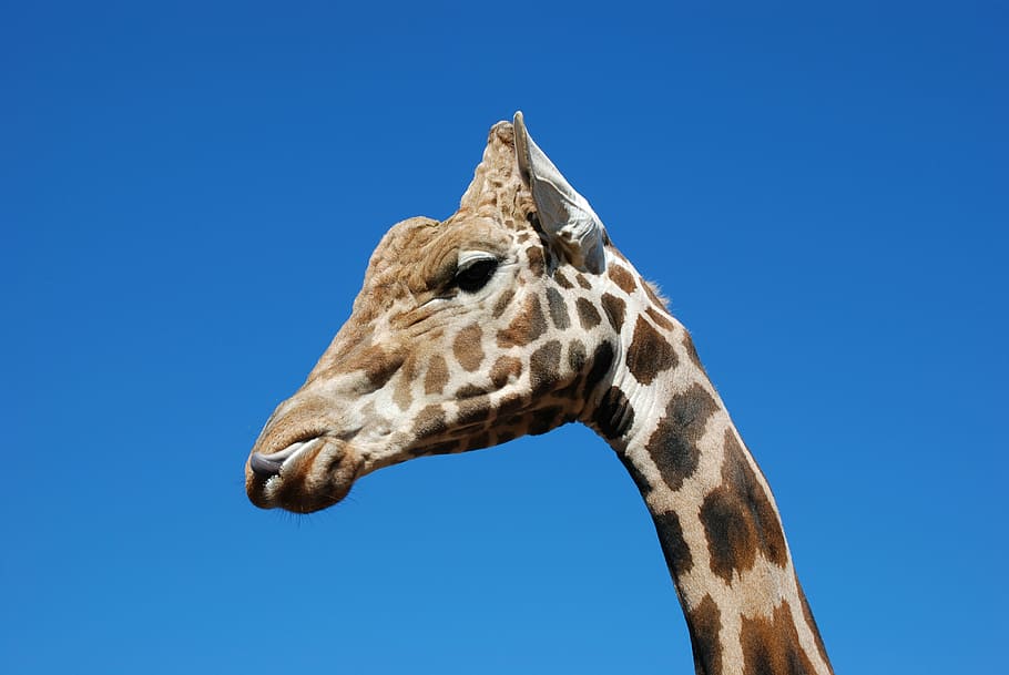 giraffe, sky, blue, animal, one animal, animal themes, animal body part HD wallpaper
