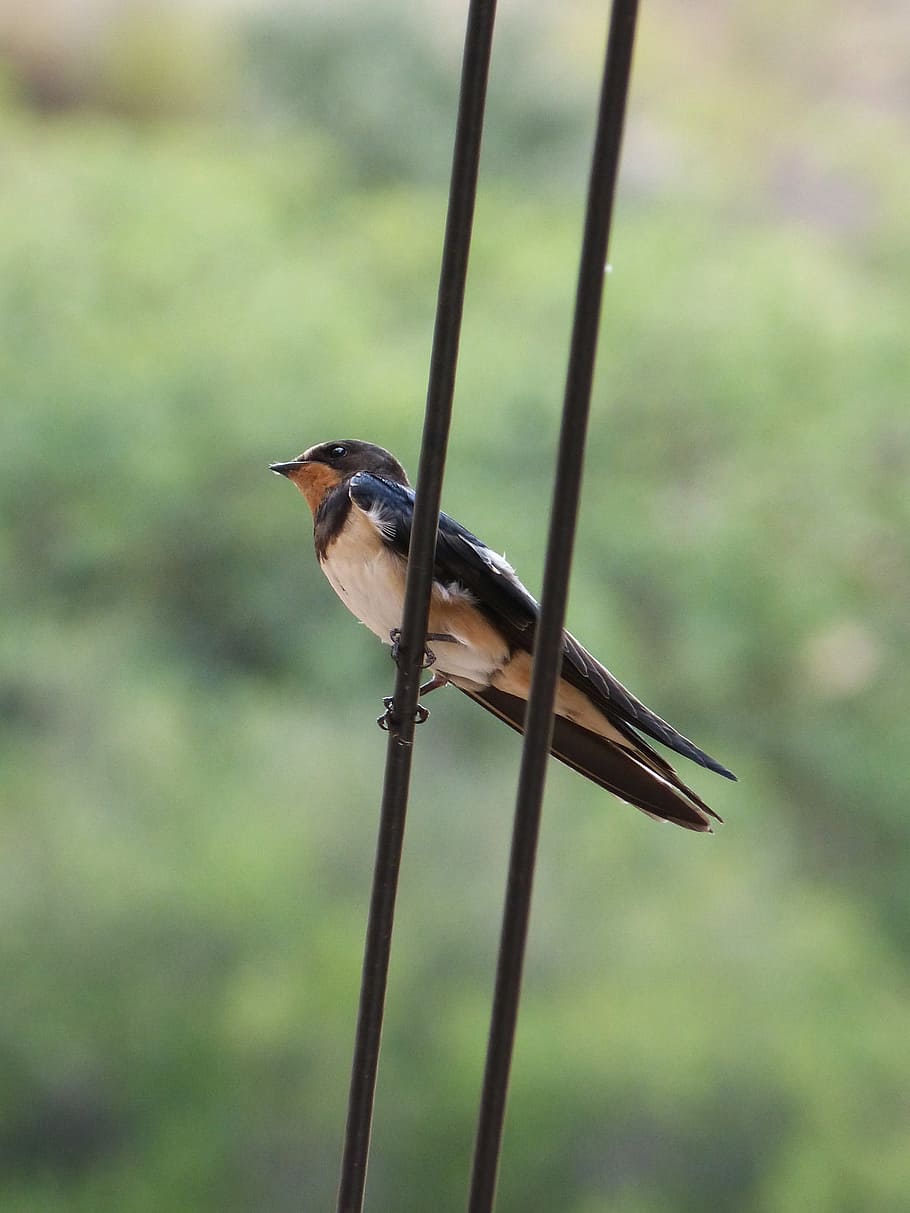 Swallow, Hirundo, oreneta, hirundo ru, hirundo rustica, cable HD wallpaper