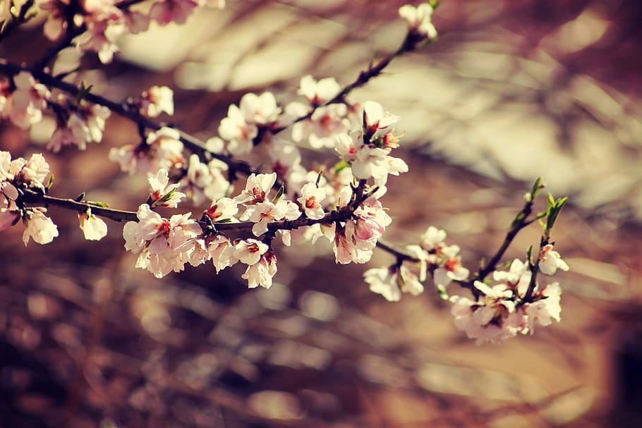 Spring, Bloom, Branch, Garden, Flowers, nature, pink, romantic HD wallpaper