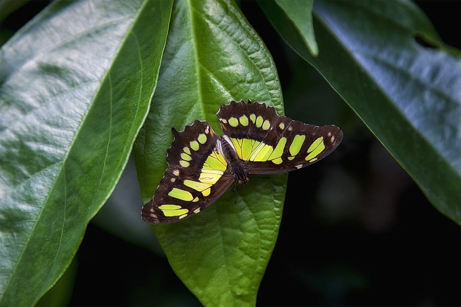 Butterfly, Leaf, Green, Wing, Animal, wildlife photography HD wallpaper