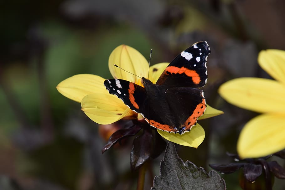 Aer in Natura