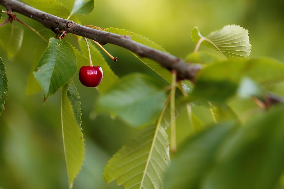 Cherry, Fruit, Nature, red, leaf, green Color, branch, plant HD wallpaper